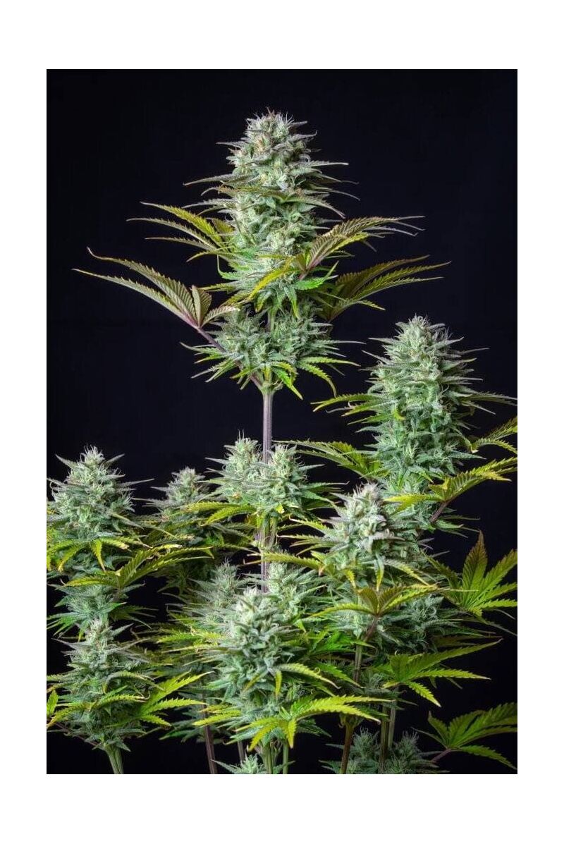 Kosher Cake auto, Фасовка: 10, изображение 4